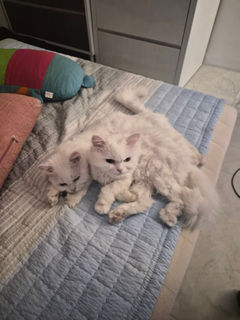 첨부 이미지
