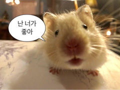 첨부 이미지